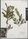 Foto von Salix purpurea L.